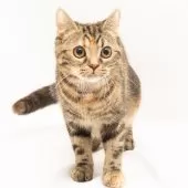 スコティッシュフォールド(立ち耳)【神奈川県・女の子・2025年4月26日・トータシェル】の写真7