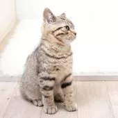 スコティッシュフォールド(立ち耳)【神奈川県・男の子・2025年1月19日・ブラウンマッカレルタビー】の写真5