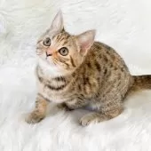 マンチカン(長足)【神奈川県・女の子・2024年12月29日・ブラウンスポッテッドタビー】の写真6