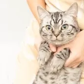 スコティッシュフォールド(立ち耳)【神奈川県・男の子・2025年4月26日・シルバーマッカレルタビー】の写真4