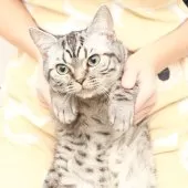 スコティッシュフォールド(立ち耳)【神奈川県・男の子・2025年4月26日・シルバーマッカレルタビー】の写真8