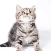 スコティッシュフォールド(立ち耳)【神奈川県・男の子・2025年4月26日・ブラウンタビー】の写真6