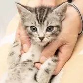 アメリカンショートヘア【神奈川県・男の子・2025年9月16日・シルバータビー】の写真4