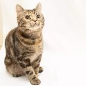 スコティッシュフォールド(立ち耳)【神奈川県・女の子・2025年4月26日・トータシェル】の写真9