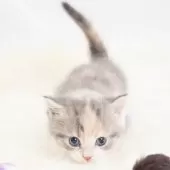 マンチカン(短足)【神奈川県・女の子・2025年8月1日・ダイキュートキャリコ】の写真8