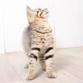 スコティッシュフォールド(立ち耳)【神奈川県・男の子・2025年1月19日・ブラウンマッカレルタビー】の写真8