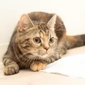 スコティッシュフォールド(立ち耳)【神奈川県・女の子・2025年4月26日・トータシェル】の写真12