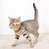 スコティッシュフォールド(立ち耳)【神奈川県・男の子・2025年1月19日・ブラウンマッカレルタビー】の写真9