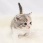 マンチカン(短足)【神奈川県・女の子・2025年8月1日・ダイキュートキャリコ】の写真9