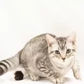 スコティッシュフォールド(立ち耳)【神奈川県・男の子・2025年7月14日・シルバーマッカレルタビー】の写真9