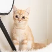 スコティッシュフォールド(立ち耳)【神奈川県・男の子・2025年4月26日・クリームタビー】の写真9