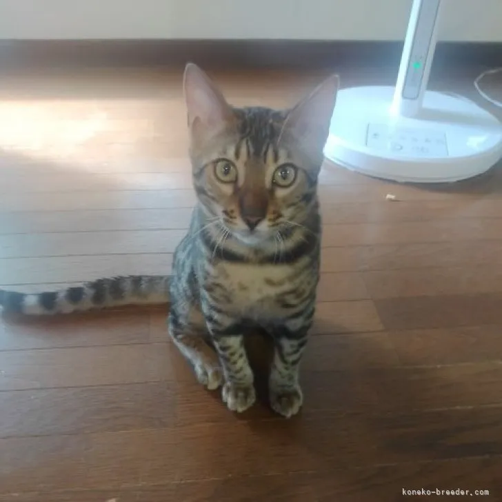ID:2305-02497の子猫