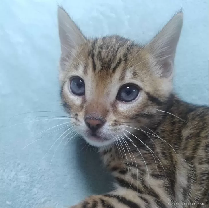 ID:2405-02226の子猫