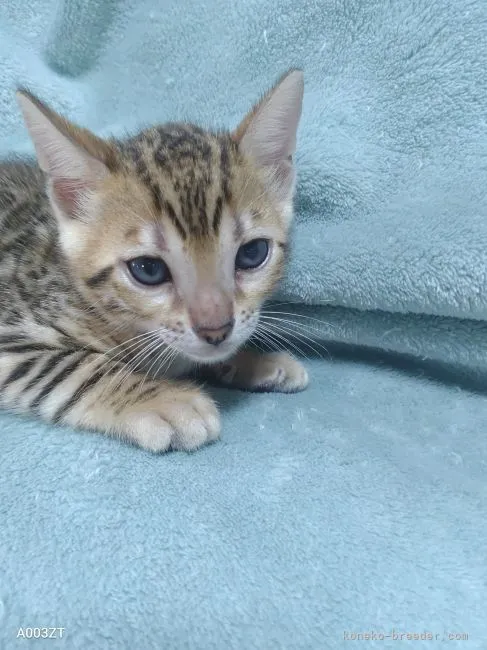 ID：2207-00236の子猫