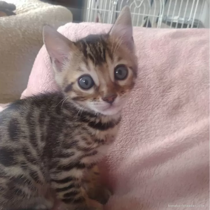 ID:2403-02143の子猫