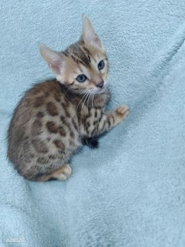 ベンガル【埼玉県・女の子・2022年3月26日・ブラウンスポテットタビー（シルキータッチ）】の写真「ベンガルらしく好奇心豊かで活発な女の子です。」