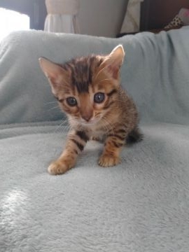 ベンガル【埼玉県・女の子・2021年10月26日・ブラウンスポテットタビー(ロゼット)(シルキータッチ)】の写真「とても人懐っこい性格の女の子です。」