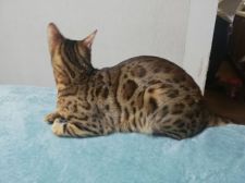 ベンガル【・男の子・2020年8月8日・ブラウンスポテットタビー】