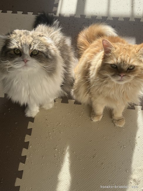 久保　政代(くぼ　まさよ)ブリーダー(栃木県・ペルシャ(チンチラ)など・ICC登録)の紹介写真3