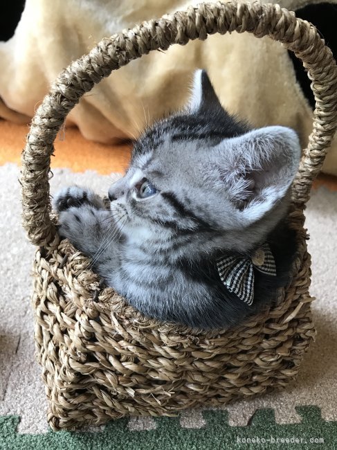 アメショーシルバーの子猫さん｜三角　千津子(みすみ　ちづこ)ブリーダー(千葉県・スコティッシュフォールドなど・ICC登録)の紹介写真2