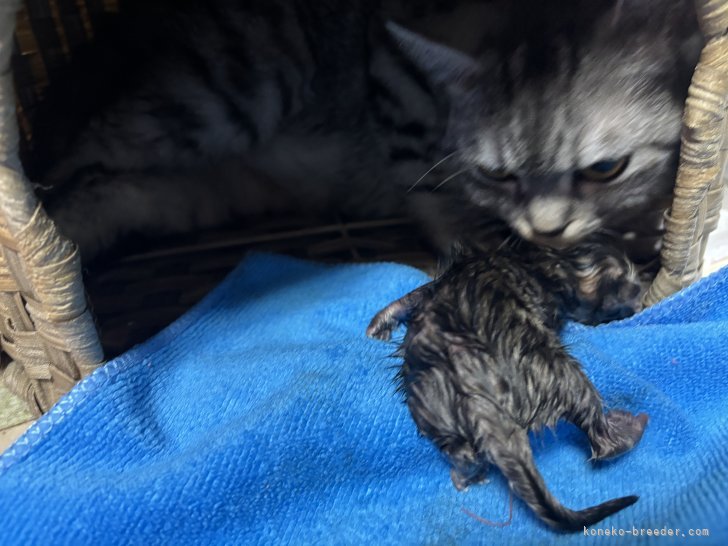 三角千津子ブリーダーのブログ：スコティッシュの赤ちゃん産まれました😸