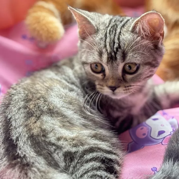 H.H 様のお迎えした子猫