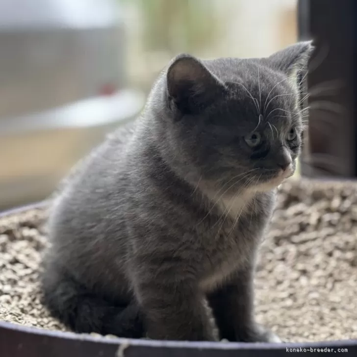 ID:2403-01238の子猫