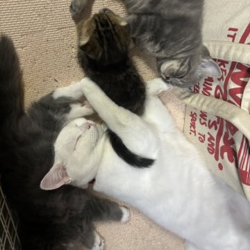 スコティッシュストレート【千葉県・男の子・2024年1月20日・ホワイト（モフフワ柔らかい）】の写真「モフフワツヤの毛感触りがたまりません、優しい子です」