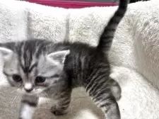 スコティッシュフォールド(立ち耳)【千葉県・男の子・2025年4月8日・シルバーブルーマッカレルタビー】の写真9