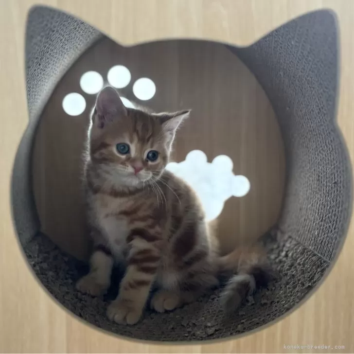 M.O 様のお迎えした子猫