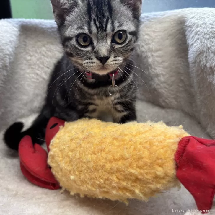 N.I 様のお迎えした子猫