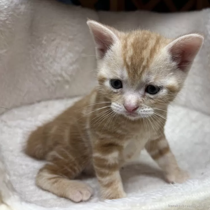 ID:2412-01911の子猫