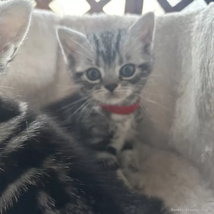 Y.M 様のお迎えした子猫