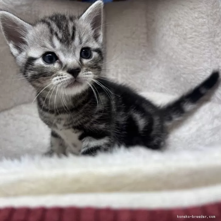 Momo 様のお迎えした子猫