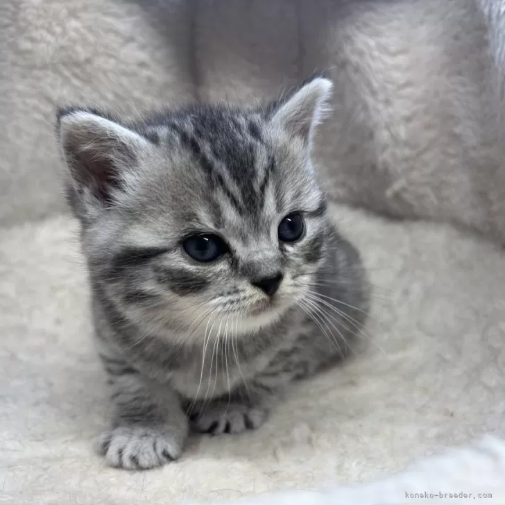 ID：2503-00356の子猫