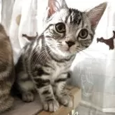 アメリカンショートヘア