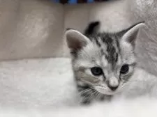 アメリカンショートヘア【千葉県・女の子・2024年11月20日・シルバーパッチドタビー】の写真2