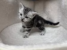 アメリカンショートヘア【千葉県・女の子・2024年11月20日・シルバータビー】の写真3