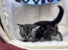 アメリカンショートヘア【千葉県・女の子・2024年12月16日・ブラックスモークタビー】の写真4