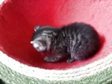 スコティッシュフォールド(立ち耳)【千葉県・男の子・2025年4月8日・シルバーブルーマッカレルタビー】の写真3