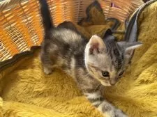 アメリカンショートヘア【千葉県・女の子・2024年11月20日・シルバーパッチドタビー】の写真8