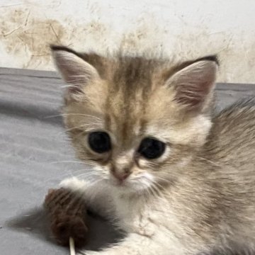 ブリティッシュショートヘア【大阪府・男の子・2024年5月29日・ブラックゴールデンシェーデッド（赤字価格です、ご家族募集中）】の写真「５兄弟で１番甘えん坊、人が大好きです」