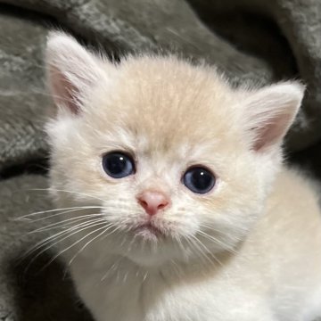 ブリティッシュショートヘア【大阪府・男の子・2025年9月18日・ライラックゴールデンシェーデッド(ふんわり手触りのイケメン)】の写真「3兄弟で一番しっかりとしています、ゴロゴロ甘えん坊」