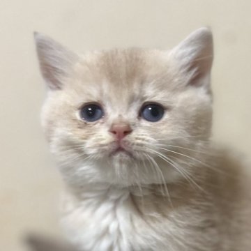 ブリティッシュショートヘア【大阪府・男の子・2025年9月18日・ライラックゴールデンシェーデッド（ふんわり手触りのイケメン）】の写真「３兄弟で一番好奇心旺盛です」