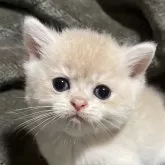 ブリティッシュショートヘア