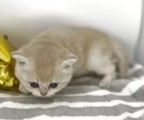 ブリティッシュショートヘア【大阪府・女の子・2025年9月18日・ライラックゴールデンシェーデッド】の写真5