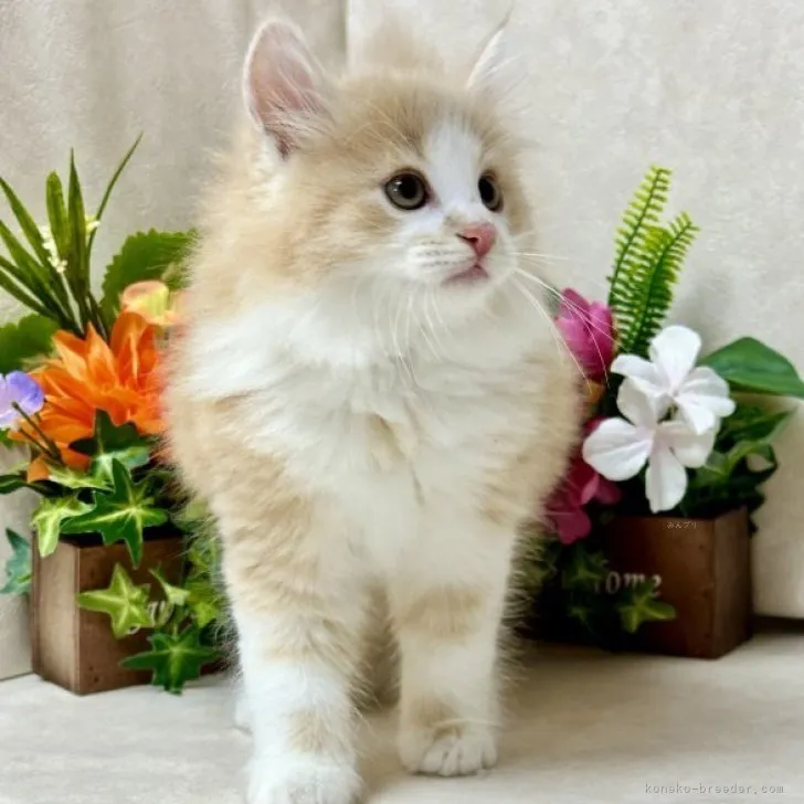 ID：2311-00453の子猫