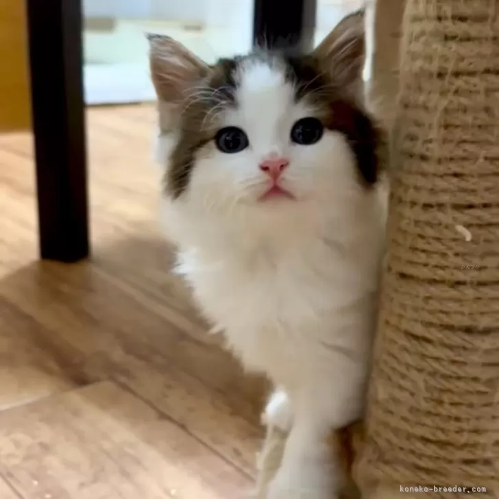 ID：2401-00891の子猫