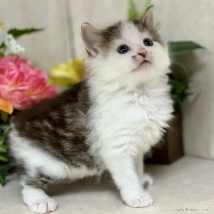 ID：2304-01162の子猫