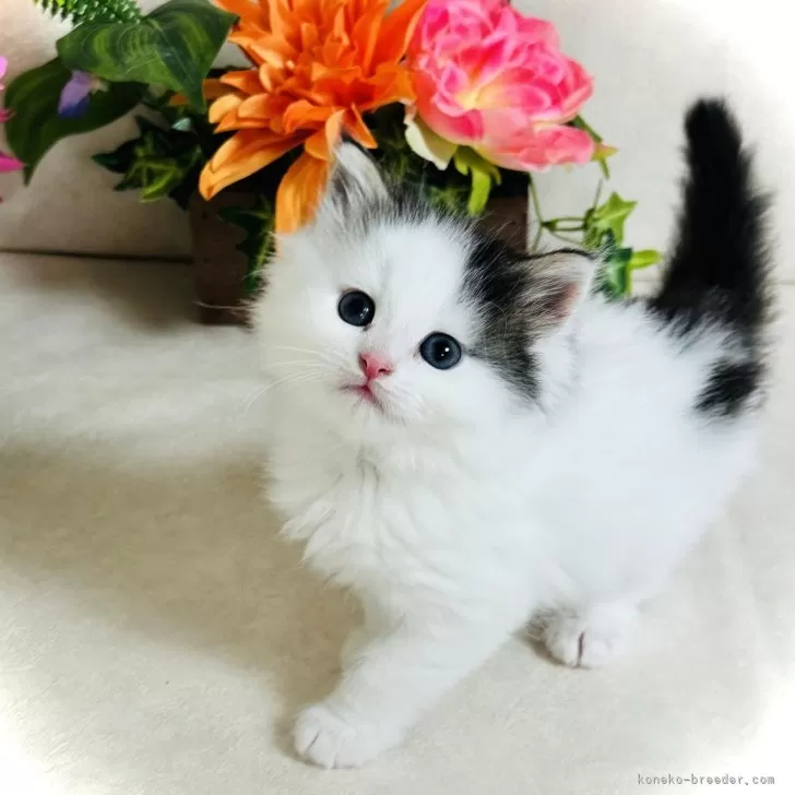 ID:2411-00107の子猫